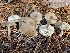  (Clitocybe subditopoda - iNat63314246)  @11 [ ] some rights reserved (CC BY-NC) (2020) Paula DeSanto Unspecified