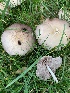 (Candolleomyces candolleanus - iNat63343847)  @11 [ ] all rights reserved (2020) pcpalmer3 Unspecified