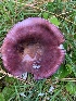  (Russula mariae IN01 - iNat63594663)  @11 [ ] all rights reserved (2020) pcpalmer3 Unspecified