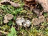  (Tricholoma argyraceum - iNat63704848)  @11 [ ] some rights reserved (CC BY-NC) (2020) Paula DeSanto Unspecified