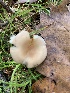  (Russula sp. IN01 - iNat63888074)  @11 [ ] all rights reserved (2020) pcpalmer3 Unspecified
