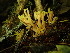  (Ramaria conjunctipes var. tsugensis - iNat64443802)  @11 [ ] all rights reserved (2020) Lauren R Unspecified