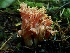  (Ramaria cyaneigranosa - iNat64443804)  @11 [ ] all rights reserved (2020) Lauren R Unspecified