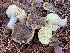  (Tricholoma ulvinenii - iNat64600537)  @11 [ ] some rights reserved (CC BY-NC) (2020) Paula DeSanto Unspecified