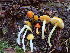  (Hygrocybe aff. glutinipes - iNat64776561)  @11 [ ] all rights reserved (2020) Luca Hickey Unspecified