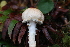  (Lepiota magnispora - iNat65461496)  @11 [ ] all rights reserved (2020) Autumn Anglin Unspecified