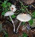  (Lepiota aff. castaneidisca - iNat65790903)  @11 [ ] some rights reserved (CC BY-NC-ND) (2020) Bruce Newhouse Unspecified