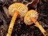  (Hygrocybe aff. parvula - iNat65793794)  @11 [ ] all rights reserved (2020) Lauren Re Unspecified