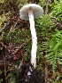  (Inocybe cf. sambucella - iNat66314350)  @11 [ ] some rights reserved (CC BY-NC) (2019) Joann Olson Unspecified