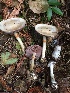  (Cortinarius albescens - iNat66314633)  @11 [ ] some rights reserved (CC BY-NC) (2019) Joann Olson Unspecified
