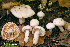  (Hygrophorus aff. hedrychii - iNat66901481)  @11 [ ] some rights reserved (CC BY-NC) (2020) rlebeuf Unspecified