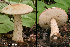 (Leccinum insolens - iNat66933796)  @11 [ ] some rights reserved (CC BY-NC) (2020) rlebeuf Unspecified