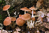  (Marasmius spissus - iNat66935179)  @11 [ ] some rights reserved (CC BY-NC) (2019) rlebeuf Unspecified