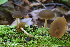  (Simocybe serrulata - iNat66942563)  @11 [ ] some rights reserved (CC BY-NC) (2020) rlebeuf Unspecified