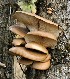  (Pleurotus ostreatus complex - iNat67023406)  @11 [ ] some rights reserved (CC BY-NC-ND) (2020) Bruce Newhouse Unspecified