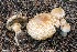  (Agaricus summensis - iNat67633752)  @11 [ ] all rights reserved (2013) kmohatt Unspecified