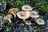  (Paxillus involutus group - iNat67633755)  @11 [ ] all rights reserved (2016) kmohatt Unspecified