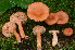  (Lactarius luculentus - iNat67650502)  @11 [ ] some rights reserved (CC BY-NC-SA) (2018) noah_siegel Unspecified