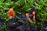  (Cordyceps militaris - iNat67650525)  @11 [ ] some rights reserved (CC BY-NC-SA) (2018) noah_siegel Unspecified