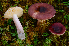  (Russula montana - iNat67650542)  @11 [ ] some rights reserved (CC BY-NC-SA) (2018) noah_siegel Unspecified