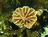 (Phaeomarasmius rimulincola - iNat67697574)  @11 [ ] all rights reserved (2021) Lauren R Unspecified