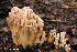  (Ramaria pallida - iNat67817500)  @11 [ ] some rights reserved (CC BY-NC) (2008) rlebeuf Unspecified