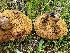  (Suillus luteus - iNat77564890)  @11 [ ] some rights reserved (CC BY-NC) (2021) Regina Johnson Unspecified