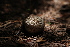  (Lycoperdon subcretaceum - iNat83543404)  @11 [ ] all rights reserved (2021) Autumn Anglin Unspecified