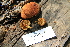  (Pholiota subsulphurea - iNat84011303)  @11 [ ] some rights reserved (CC BY-NC) (2021) gabrielamushroom Unspecified