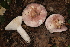  (Russula cf. pseudolepida - iNat88504468)  @11 [ ] some rights reserved (CC BY-NC) (2021) John Plischke Unspecified