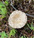  (Amanita cf. crenulata - iNat89251612)  @11 [ ] some rights reserved (CC BY-NC) (2021) Aishwarya Unspecified