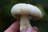  (Russula crassotunicata - iNat89391318)  @11 [ ] all rights reserved (2021) Autumn Anglin Unspecified