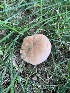  (Russula sp. IN4 - iNat89937833)  @11 [ ] all rights reserved (2021) pcpalmer3 Unspecified