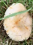  (Russula amoenolens IN01 - iNat90447833)  @11 [ ] all rights reserved (2021) pcpalmer3 Unspecified