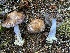  (Cortinarius fuligineofolius - iNat91169246)  @11 [ ] all rights reserved (2020) Scott A Davison Unspecified