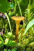  (Hygrocybe turunda - iNat91473768)  @11 [ ] some rights reserved (CC BY-NC) (2021) Steve Ness Unspecified