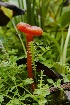  (Hygrocybe coccineocrenata - iNat91474907)  @11 [ ] some rights reserved (CC BY-NC) (2021) Steve Ness Unspecified