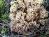  (Ramaria aff. viosimaculans - iNat91977498)  @11 [ ] all rights reserved (2019) Jenny Lippert Unspecified