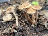  (Inocybe tubarioides - iNat92933135)  @11 [ ] some rights reserved (CC BY-NC) (2021) John Plischke Unspecified
