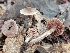  (Cortinarius sp. IN34 - iNat92933233)  @11 [ ] some rights reserved (CC BY-NC) (2021) John Plischke Unspecified