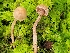  (Cortinarius sp. IN43 - iNat92933599)  @11 [ ] some rights reserved (CC BY-NC) (2021) John Plischke Unspecified