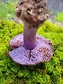  (Cortinarius calyptrodermus - iNat92933812)  @11 [ ] some rights reserved (CC BY-NC) (2021) John Plischke Unspecified