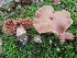  (Cortinarius duracinellus - iNat93400406)  @11 [ ] some rights reserved (CC BY-NC) (2021) John Plischke Unspecified