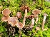  (Cortinarius cf. fragrantissimus - iNat93474365)  @11 [ ] some rights reserved (CC BY-NC) (2021) John Plischke Unspecified