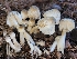  (Leucocoprinus cepistipes-IN01 - iNat93478899)  @11 [ ] some rights reserved (CC BY-NC) (2021) John Plischke Unspecified