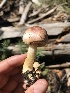  (Agaricus cf. kerriganii - iNat93674881)  @11 [ ] all rights reserved (2021) Ashley Simon Unspecified