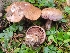  (Cortinarius brunneoviolaceus - iNat93774219)  @11 [ ] some rights reserved (CC BY-NC) (2021) John Plischke Unspecified