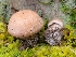 (Cortinarius IUMQ3767 - iNat93777019)  @11 [ ] some rights reserved (CC BY-NC) (2021) John Plischke Unspecified