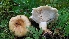  (Lactarius cf. scrobiculatus - iNat94295655)  @11 [ ] some rights reserved (CC BY-NC-SA) (2021) noah_siegel Unspecified