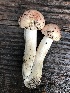  (Hygrophorus persicolor - iNat94662230)  @11 [ ] all rights reserved (2021) Mary McCallum Unspecified